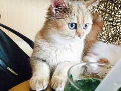 -飞行喵MR PILOT|猫舍·猫咖(静安大融城店)