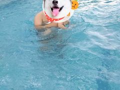 -小小王国亲子游泳俱乐部(锦辉中心)