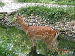 -北京麋鹿生态实验中心