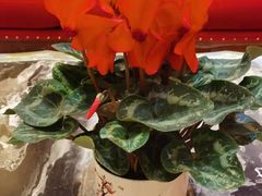 -重庆长寿碧桂园凤悦凤凰酒店