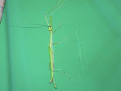 -上海昆虫博物馆