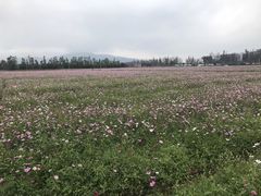 -大赤坎肥仔强烧味海鲜餐厅(大赤坎店)