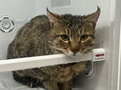 -它主义宠物(梁溪万达店)