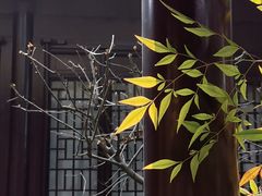 -梅园
