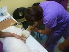 -瑞鹏宠物医院·爱宠堂·骨外专科(西荷分院)