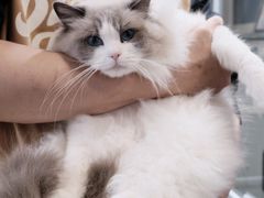 -青奢宠物·青奢猫舍