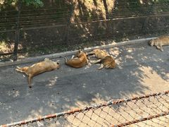 -大连森林动物园