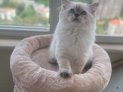 -珠海悠米米努特矮脚猫舍