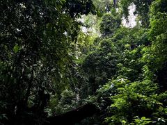 -西双版纳原始森林公园