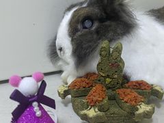 -宠物兔专门店(天丰利市场店)