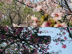 -南山植物园