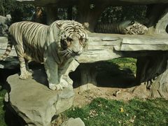 -北京野生动物园