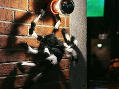 包房-Boxing Cat Brewery拳击猫精酿啤酒馆(永福店)