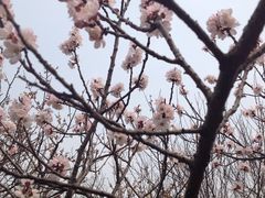 -香雪海