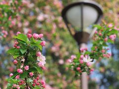 -海棠花溪(元大都城垣遗址公园)