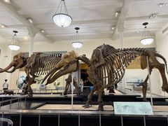 -美国自然历史博物馆