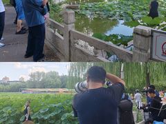 -莲花池公园