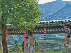 -龙坞茶村