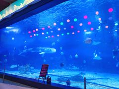 -烟台海昌鲸鲨海洋公园