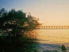 -宝安西湾红树林湿地公园