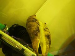 -甜心闲生传统手工冰粉(奎星楼店)