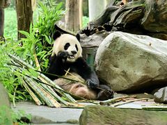 -都江堰中华大熊猫苑