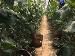 -马陆小张葡萄园农家乐