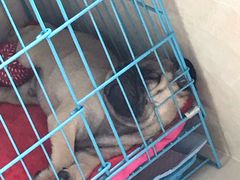 -翊宠yipet猫狗购宠庄园犬舍•猫舍