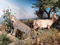 -陕西自然博物馆