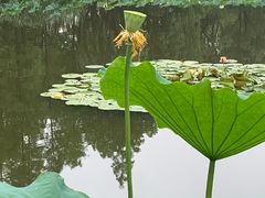 -陈家山荷花公园
