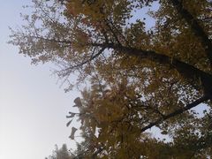 -三里屯东五街银杏大道