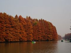 -上海海湾国家森林公园