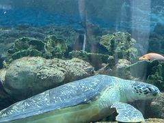 -上海海洋水族馆