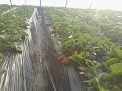 -北京龙庆四季香农家饭庄·灶台鱼·碳烤虹鳟鱼(龙庆峡店)