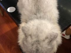 -猫小院猫主题咖啡厅(北锣店)