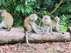 -武吉知马自然保护区