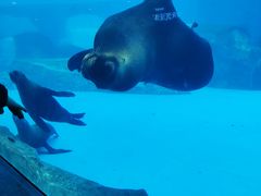 -上海海昌海洋公园