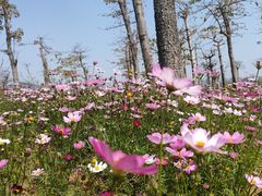 -芒洲湿地公园