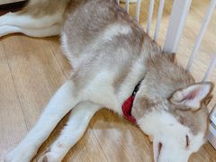 -Husky Go! 哈士奇体验馆·宠物咖啡厅狗咖