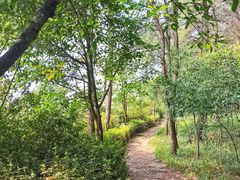 -铁山坪森林公园