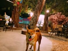 -柴犬高等学院·狗咖·柴犬售卖·宠物训练