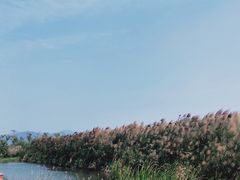 -芒洲湿地公园