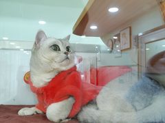 -佳雯宠物医院·皮肤科·内外科(春晓路分院)