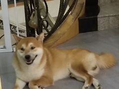 -喜柴咖啡·柴犬狗咖