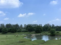 -溱湖国家湿地公园