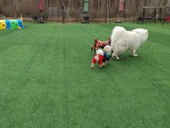 -宠乐会宠物乐园