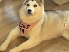 -Husky Go! 哈士奇体验馆·宠物咖啡厅狗咖