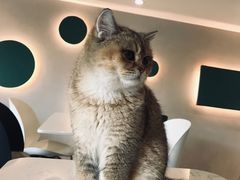 -飞行喵MR PILOT|猫舍·猫咖(静安大融城店)