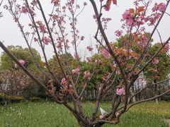 -杭州湾海上花田景区