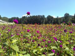-紫海香堤香草艺术庄园